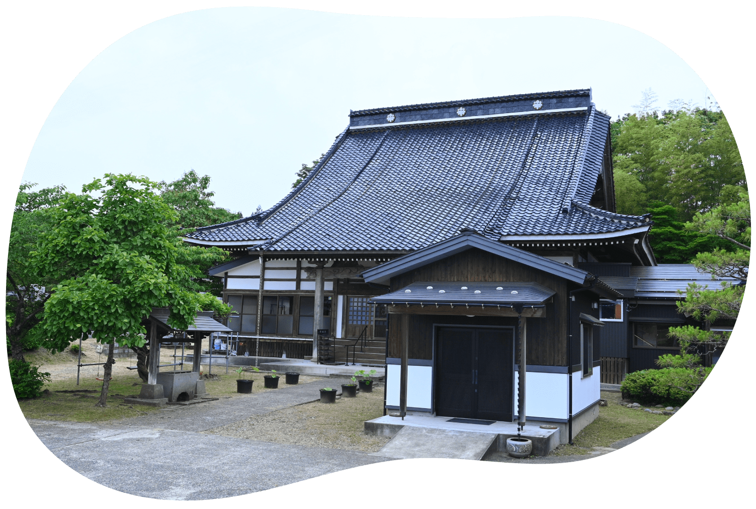 長岡 寺泊 町軽井にある、浄土真宗 本願寺派 常禅寺 本堂と、永代供養の法友堂の様子。新緑が映える境内の様子。